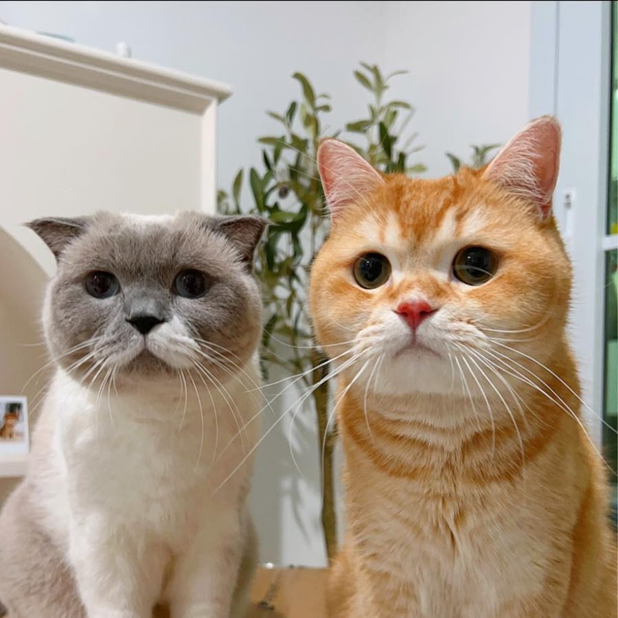 cielmeowmun